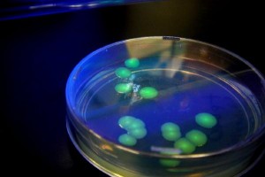 calb4283Fluorescent_Bacteria_Farm_by_oRahrr_jpg